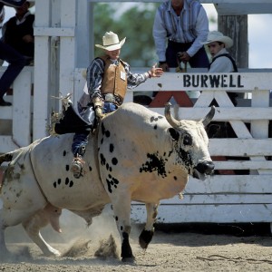 Bull Rider © Joel Sartore Bull Riders for Biodiversity (click to download)- Photo © Joel Sartore